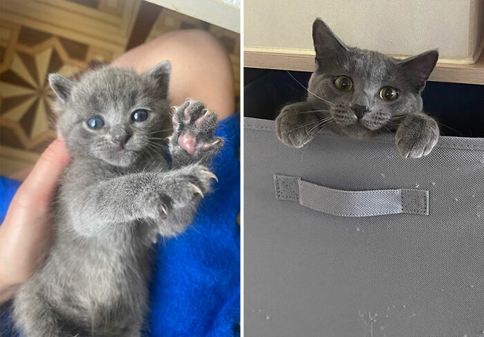 Wait Till You See These Kittens All Grown Up!