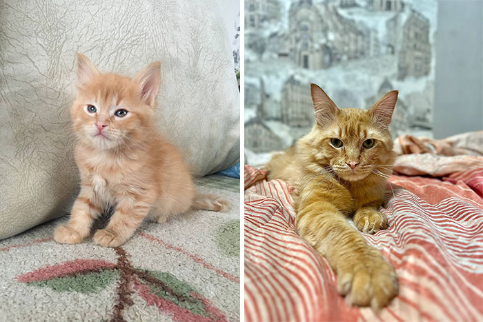 Wait Till You See These Kittens All Grown Up!