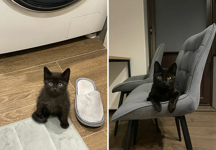 Wait Till You See These Kittens All Grown Up!