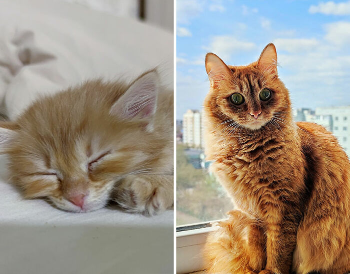 Wait Till You See These Kittens All Grown Up!