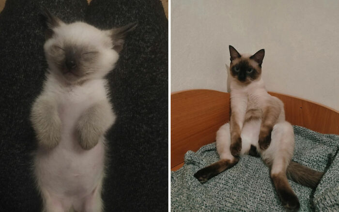 Wait Till You See These Kittens All Grown Up!