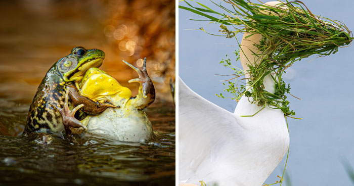 Wildlife Comedy Gold: These Animal Pics Will Crack You Up!