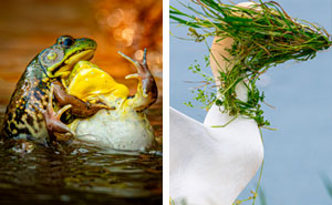 Wildlife Comedy Gold: These Animal Pics Will Crack You Up!