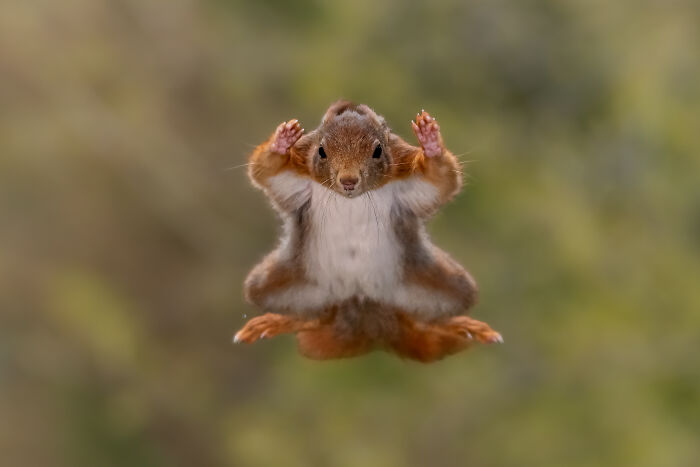 Stefan Cruysberghs, "Squirrel Airborne: Surrender Mode"