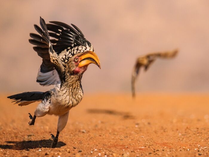 Geoff Martin, "Hornbill In A Hurry"