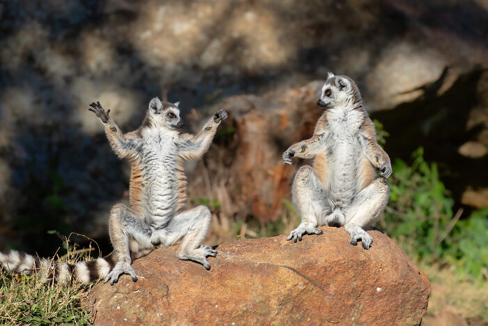 Andrey Giljov, "Welcome To Zen Lemur Yoga Course!"