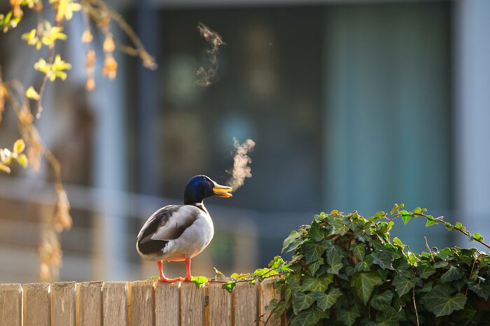Lars Beygang, "Outdoor Smoking Zone"