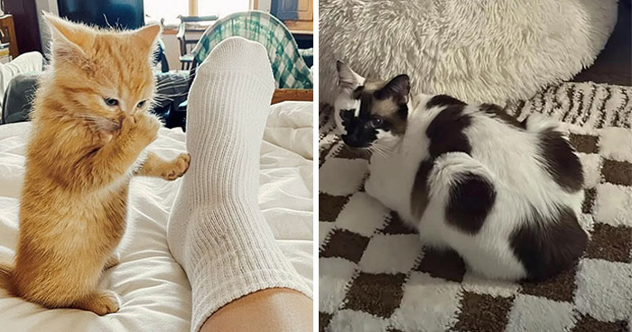 Wait Till You See These 28 Cutest Animals Doing the Funniest Things!