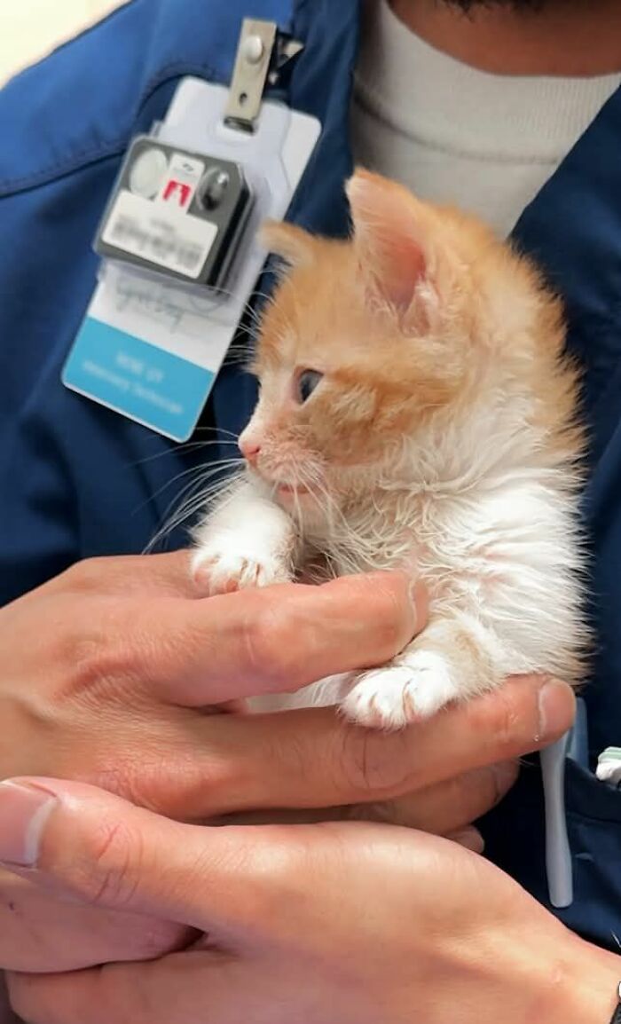 Wait Till You See These 28 Cutest Animals Doing the Funniest Things!