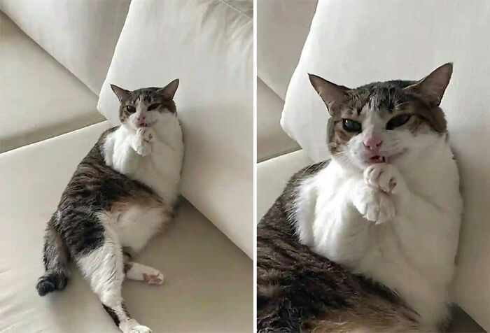 Wait Till You See These 28 Cutest Animals Doing the Funniest Things!