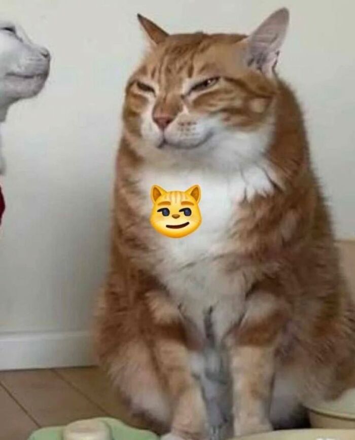 Wait Till You See These 28 Cutest Animals Doing the Funniest Things!