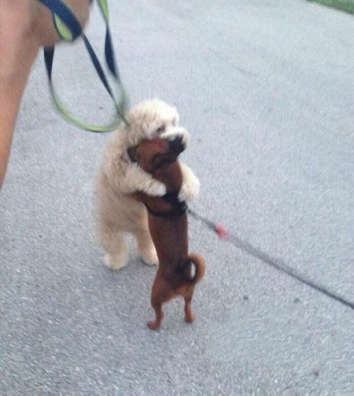 Wait Till You See These 28 Cutest Animals Doing the Funniest Things!