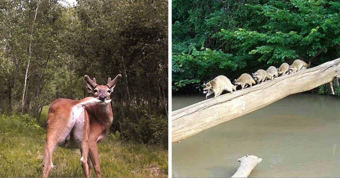Who Knew Animals Were So Hilarious When No One’s Watching?