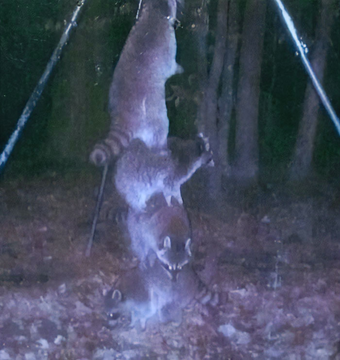 Raccoons vs. The High Deer Feeder – Spoiler: Raccoons Still Win