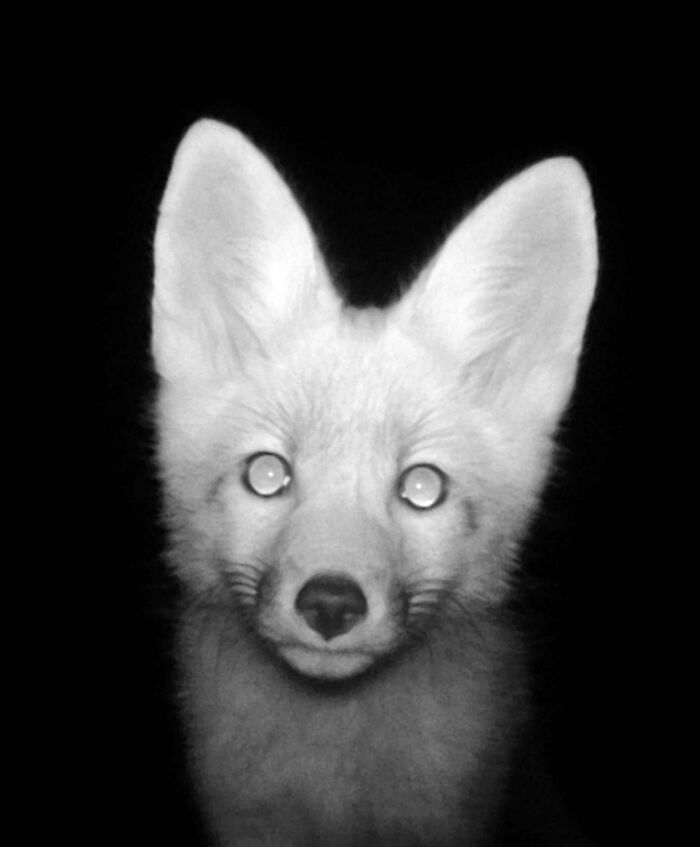 Curious Fox Cub Investigates the Camera Like a Pro