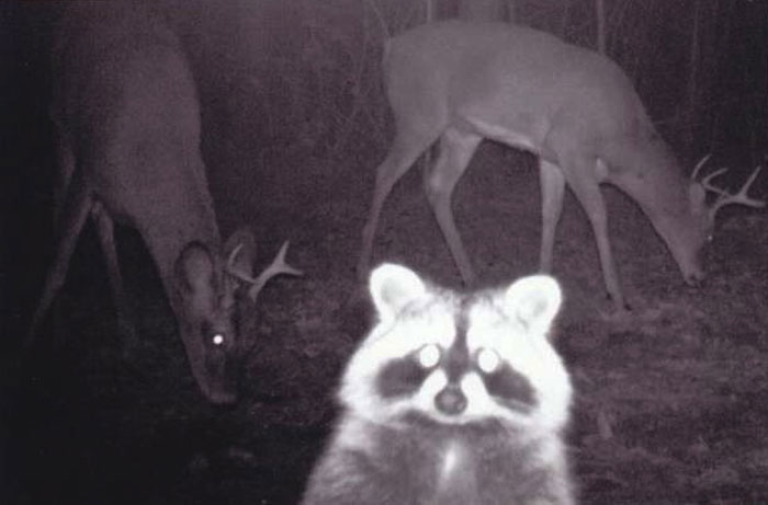 Look Out! Raccoon Photobombs the Wildlife Party
