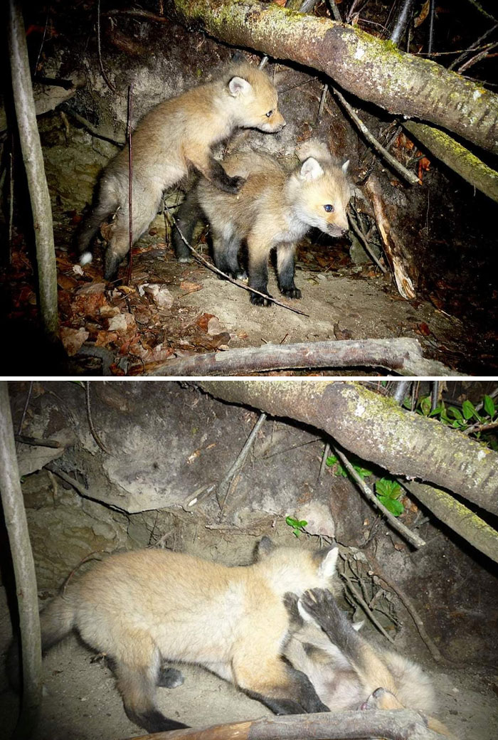 Cute Fox Pups Just Doing Their Fox Pup Thing
