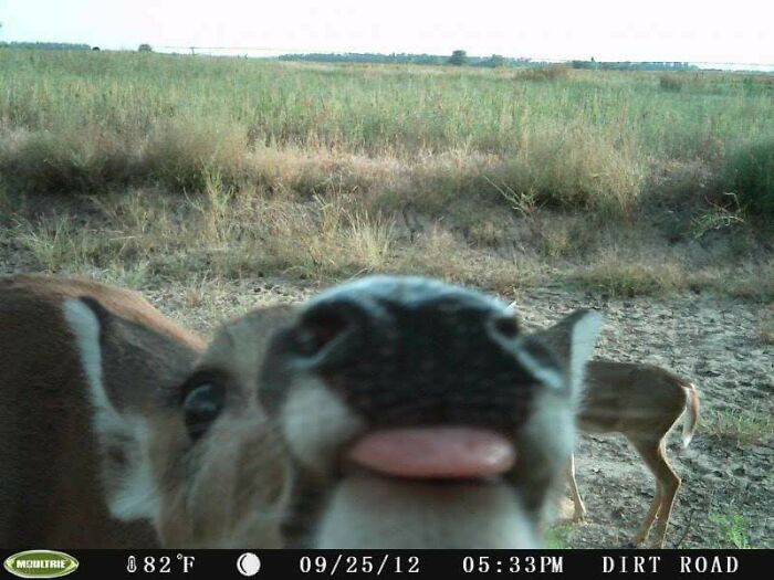 Two Deer Just Hanging Out on Camera