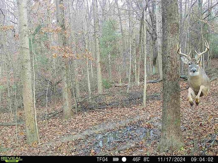 Hands Down, The Coolest Trail Cam Pic Ever