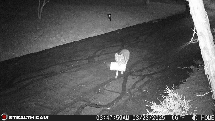 Coyote Didn’t Want the Paper Delivered, Just Stole It