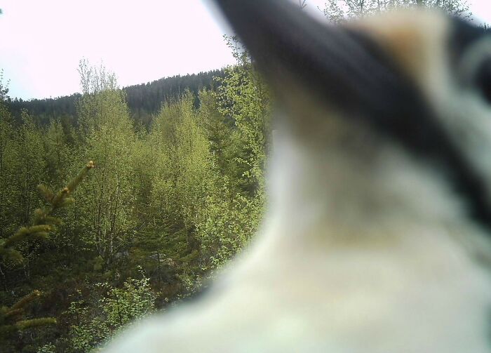 Last pic of a trail cam before it got totally destroyed. Uh oh.