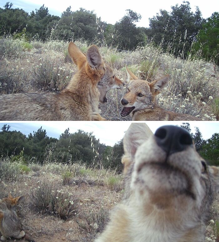 Coyote Puppies of Southern California Doing Their Coyote Things