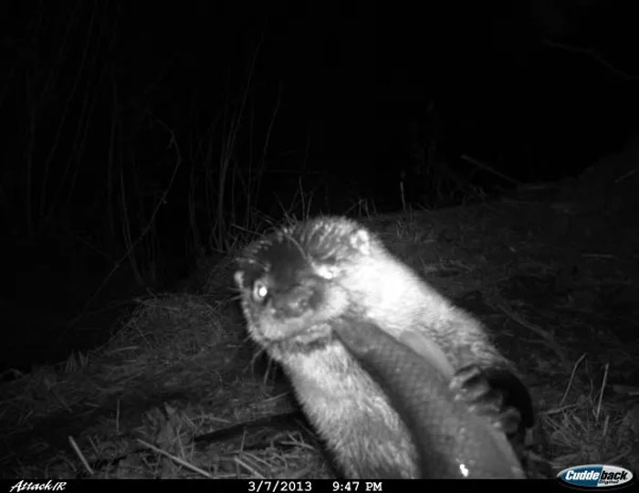 Endangered Northern River Otter Caught Chowing Down