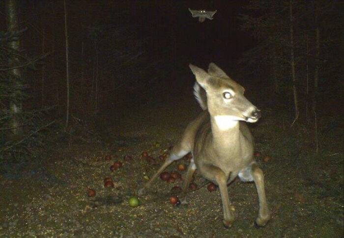 Deer Freakout! It’s a Flying Squirrel!