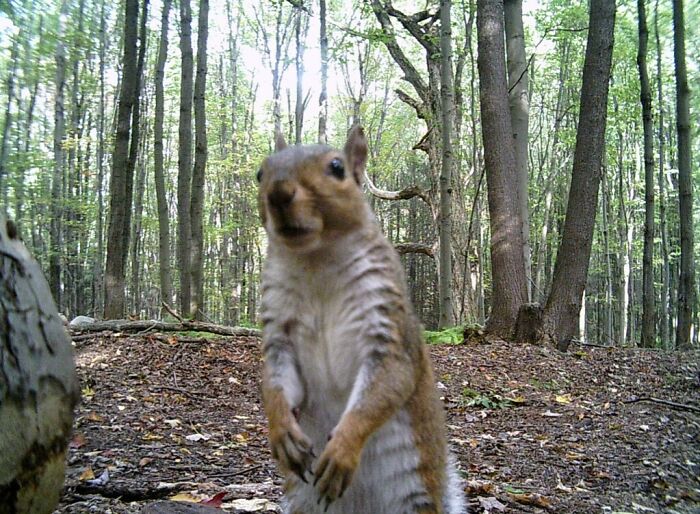 Dad’s Trail Cam Caught This Little Guy Wandering By