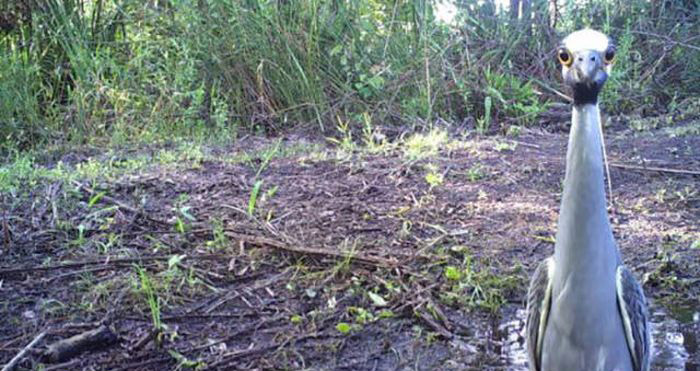 Is It a Passport Photo? Nope, Just Wildlife Being Fabulous