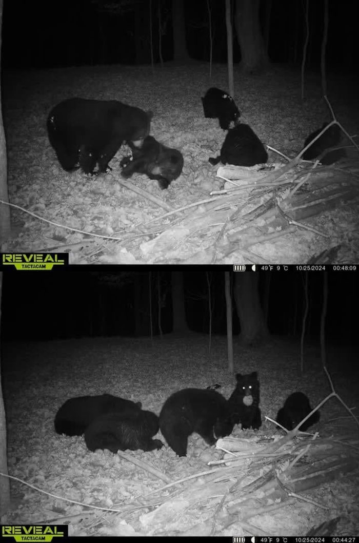 Mama and Her Babies - Cue the Awwws