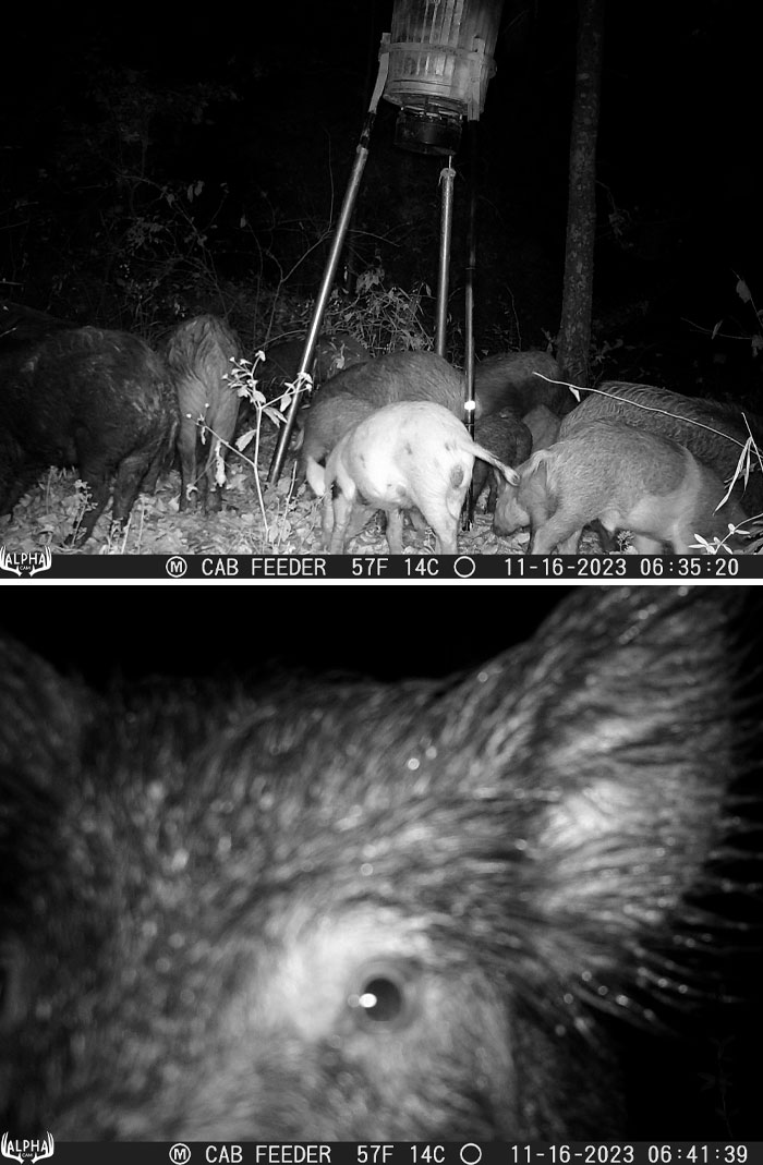 What Hog Problem? Just a Pile of Fun