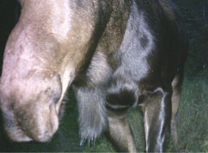 Something Interesting? Dad’s Deer Cam Captured It