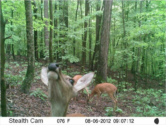 Deer Found the Trail Cam — Curiosity Overload!