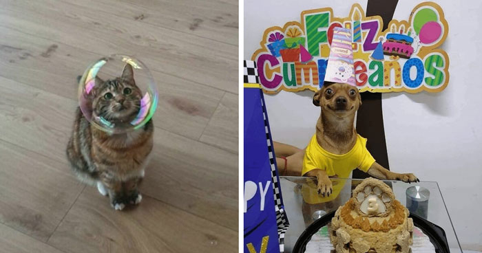 The 43 Happiest Animals You’ll Wanna Smile At Right Now