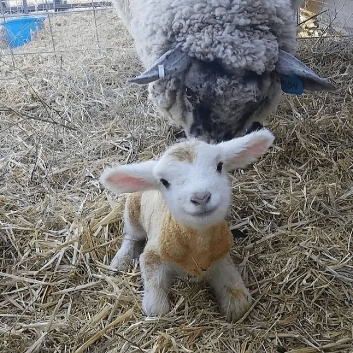 Brand New Lamb Just Joined The Party