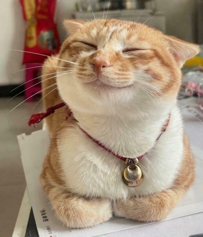 Meet The Happiest Cat Alive
