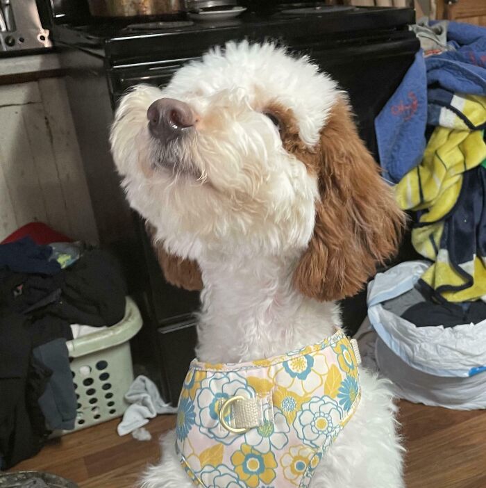 Stella’s Proud First Haircut Smile