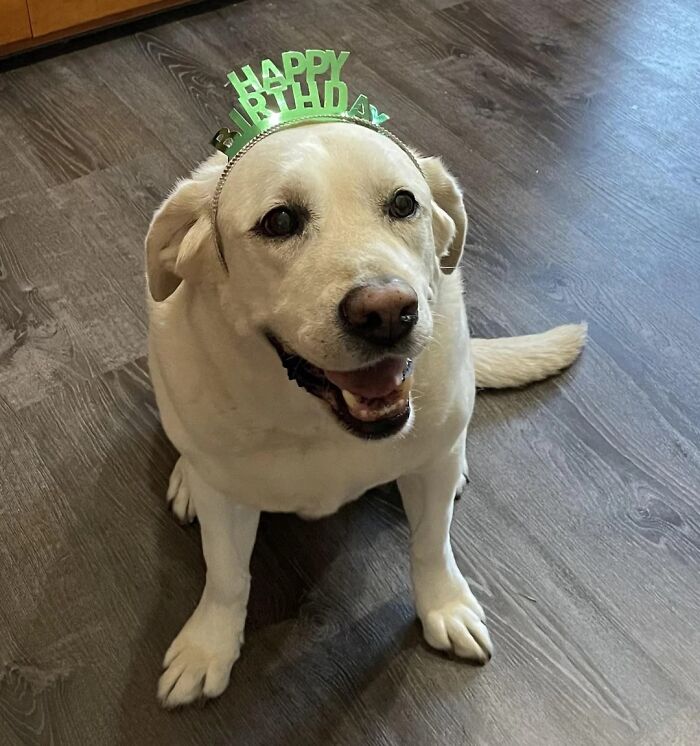 Our Bestest Boy Just Turned 9