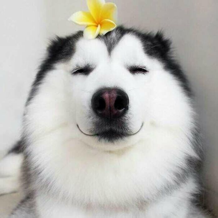 That Husky Smile, Though