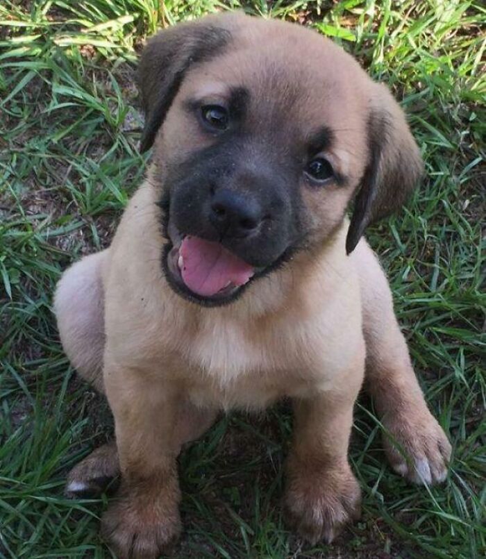 Meet Little Sharkeh, Big Smile Edition