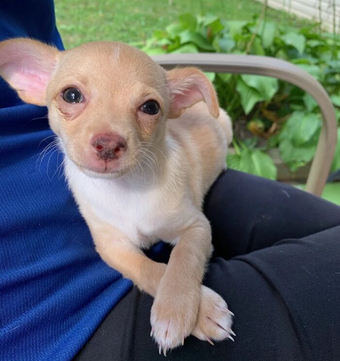 Romeo The Gentleman With A Smile