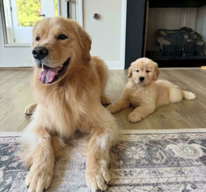 Meet Our Adorable Doggos