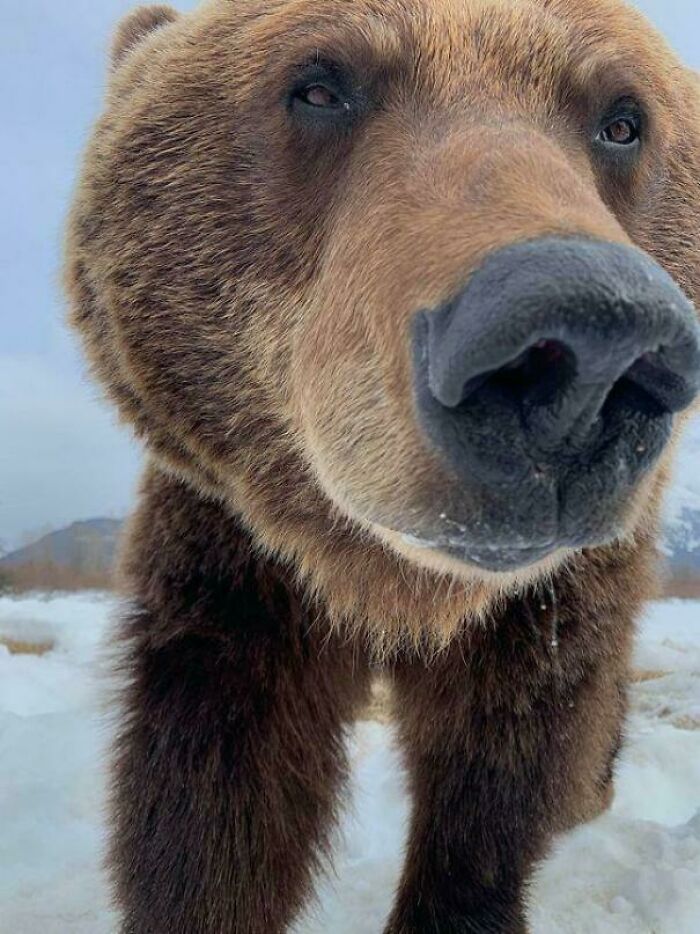 Orphaned Brown Bear Knows How To Smile