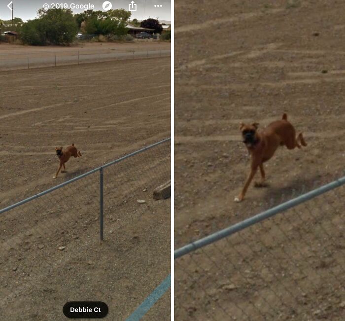 My Dog’s Still Chasing The Streetcar On Google Maps, And It’s Melting My Heart