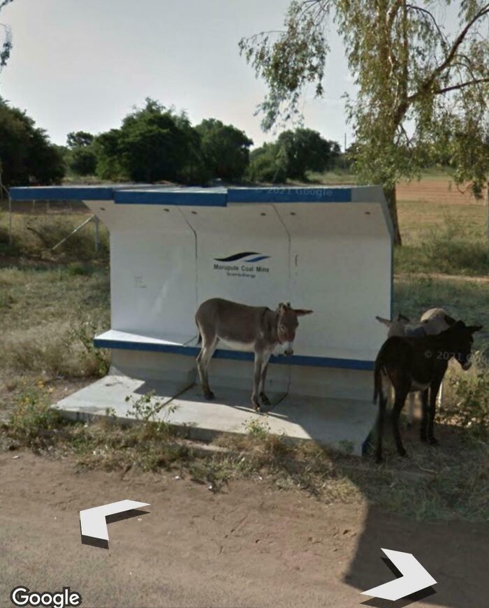 Donkeys Just Waiting For The Bus In Botswana, Because Why Not?