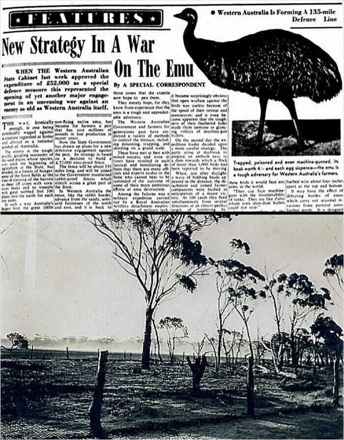 Australia Lost A Real War...To Emus