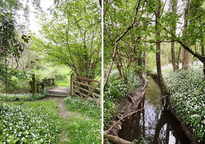 Wild Garlic & Springtime Goals