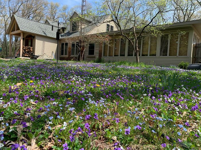 My Front Yard Turned Into A Wild Violet Wonderland This Year