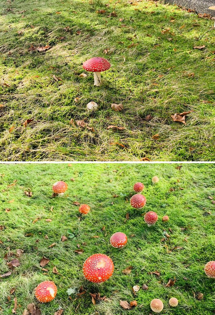 Gnome Homes Growing In My Yard Every Year—So Proud!